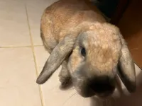 Image attachment thumbnail