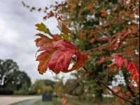 Image attachment thumbnail