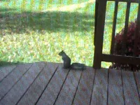 Image attachment thumbnail