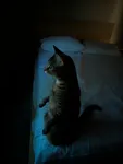 Image attachment thumbnail