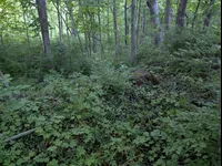 Image attachment thumbnail