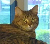 Image attachment thumbnail