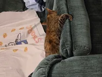 Image attachment thumbnail