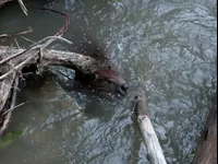 Image attachment thumbnail