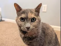 Image attachment thumbnail