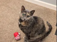 Image attachment thumbnail