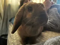 Image attachment thumbnail