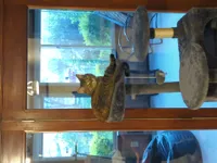 Image attachment thumbnail