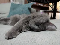 Image attachment thumbnail