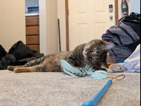 Image attachment thumbnail