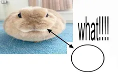 Image attachment thumbnail