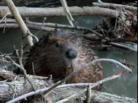 Image attachment thumbnail