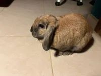 Image attachment thumbnail