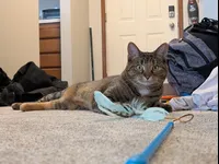 Image attachment thumbnail